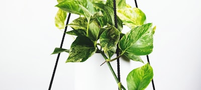 雨燕足球平台特色介绍 - 免费高清无插件直播技术